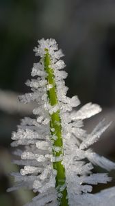 Preview wallpaper ice, crystals, grass, stem, macro