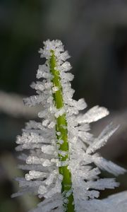 Preview wallpaper ice, crystals, grass, stem, macro