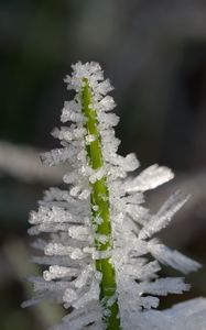 Preview wallpaper ice, crystals, grass, stem, macro