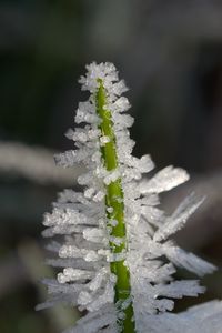 Preview wallpaper ice, crystals, grass, stem, macro