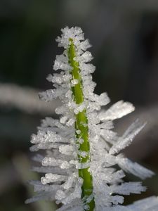 Preview wallpaper ice, crystals, grass, stem, macro