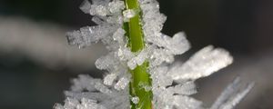 Preview wallpaper ice, crystals, grass, stem, macro