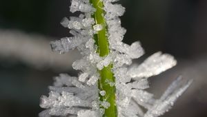 Preview wallpaper ice, crystals, grass, stem, macro