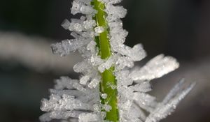 Preview wallpaper ice, crystals, grass, stem, macro