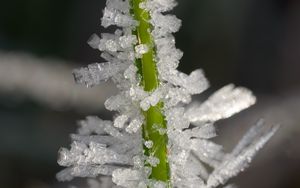 Preview wallpaper ice, crystals, grass, stem, macro