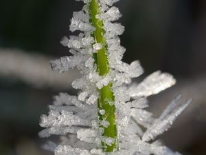 Preview wallpaper ice, crystals, grass, stem, macro