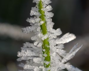 Preview wallpaper ice, crystals, grass, stem, macro