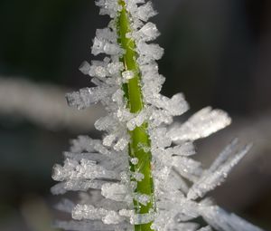 Preview wallpaper ice, crystals, grass, stem, macro