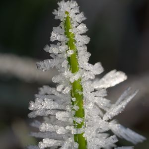 Preview wallpaper ice, crystals, grass, stem, macro
