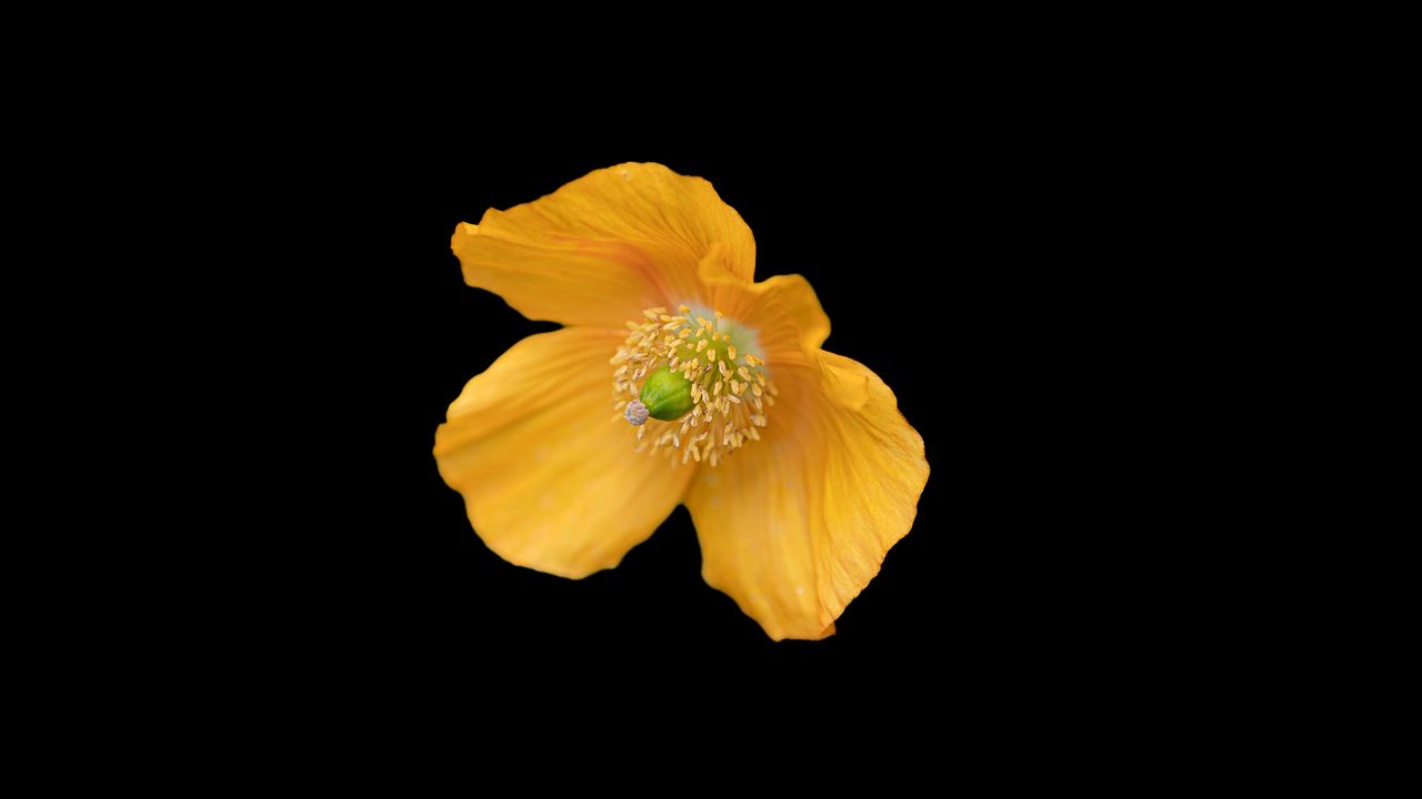 Wallpaper ice poppy, poppy, flower, petals, macro, yellow