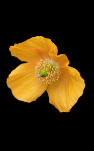 Preview wallpaper ice poppy, poppy, flower, petals, macro, yellow