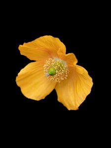 Preview wallpaper ice poppy, poppy, flower, petals, macro, yellow