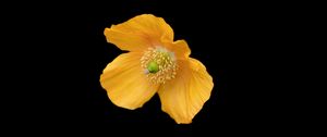 Preview wallpaper ice poppy, poppy, flower, petals, macro, yellow