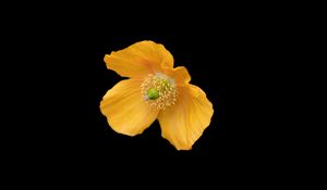 Preview wallpaper ice poppy, poppy, flower, petals, macro, yellow