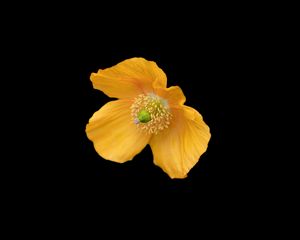 Preview wallpaper ice poppy, poppy, flower, petals, macro, yellow