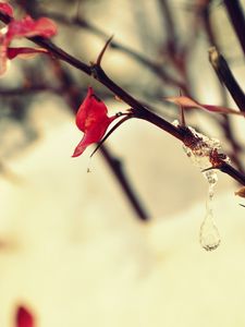 Preview wallpaper ice, snow, leaves, macro, winter