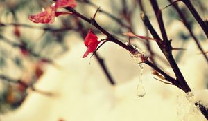 Preview wallpaper ice, snow, leaves, macro, winter