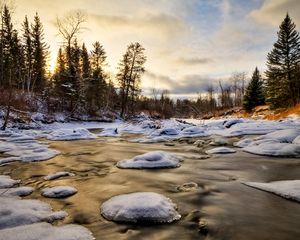 Preview wallpaper ice, water, river, snow, fur-trees