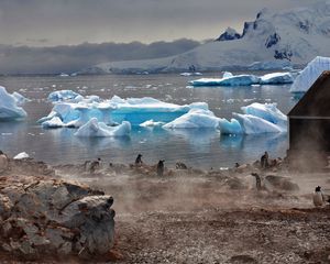 Preview wallpaper icebergs, antarctica, white, blocks, coast, penguins, fog, lodge