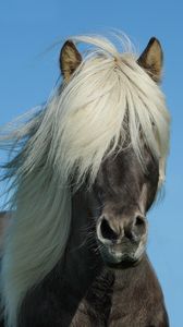 Preview wallpaper iceland horse, horse, mane, sky