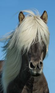 Preview wallpaper iceland horse, horse, mane, sky