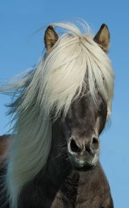 Preview wallpaper iceland horse, horse, mane, sky