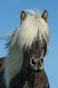 Preview wallpaper iceland horse, horse, mane, sky