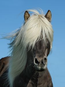 Preview wallpaper iceland horse, horse, mane, sky