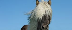 Preview wallpaper iceland horse, horse, mane, sky