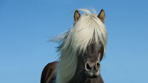 Preview wallpaper iceland horse, horse, mane, sky