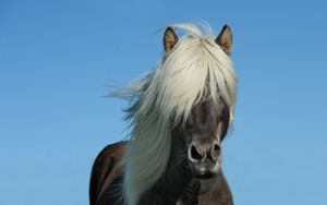 Preview wallpaper iceland horse, horse, mane, sky