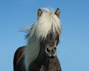 Preview wallpaper iceland horse, horse, mane, sky