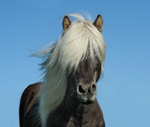 Preview wallpaper iceland horse, horse, mane, sky