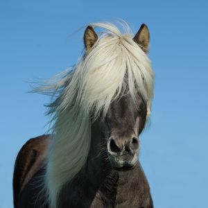 Preview wallpaper iceland horse, horse, mane, sky