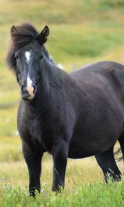 Preview wallpaper iceland horse, mare, field