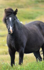 Preview wallpaper iceland horse, mare, field