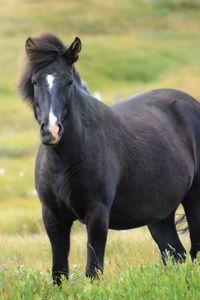 Preview wallpaper iceland horse, mare, field