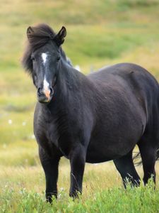 Preview wallpaper iceland horse, mare, field