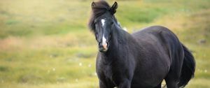 Preview wallpaper iceland horse, mare, field