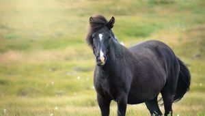 Preview wallpaper iceland horse, mare, field