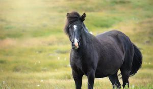 Preview wallpaper iceland horse, mare, field