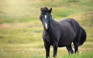 Preview wallpaper iceland horse, mare, field