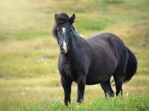 Preview wallpaper iceland horse, mare, field