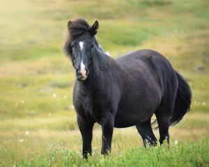 Preview wallpaper iceland horse, mare, field