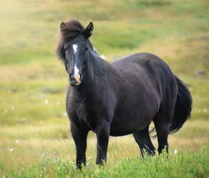 Preview wallpaper iceland horse, mare, field