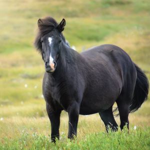 Preview wallpaper iceland horse, mare, field