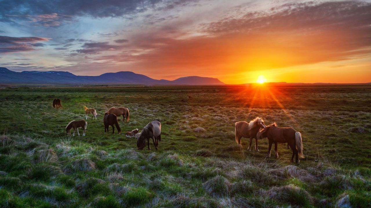 Wallpaper iceland, landscape, sunset, foals, horses