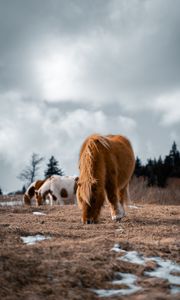 Preview wallpaper icelandic horse, horse, pony, fluffy, animal