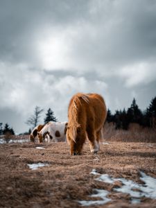 Preview wallpaper icelandic horse, horse, pony, fluffy, animal