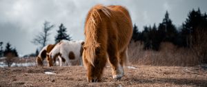Preview wallpaper icelandic horse, horse, pony, fluffy, animal